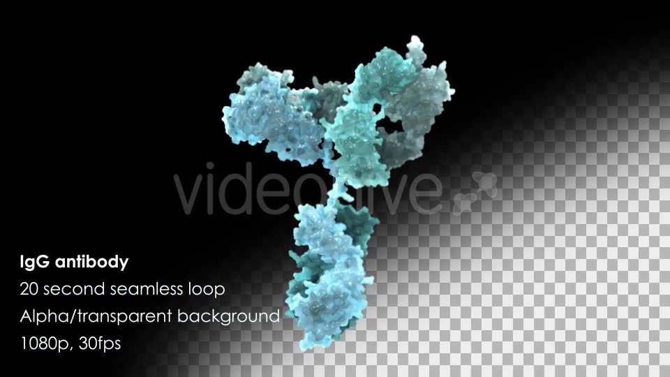Immunoglobulin G (IgG) Antibody Rotating Videohive 13013270 Motion Graphics Image 2