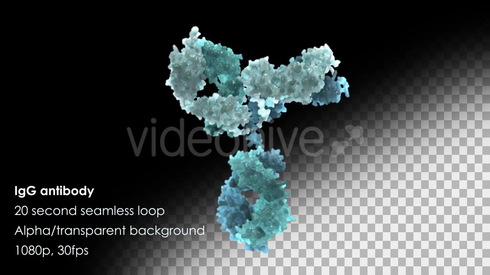 Immunoglobulin G (IgG) Antibody Rotating Videohive 13013270 Motion Graphics Image 3