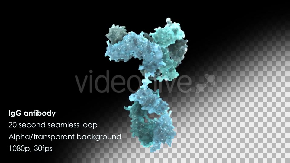 Immunoglobulin G (IgG) Antibody Rotating Videohive 13013270 Motion Graphics Image 4