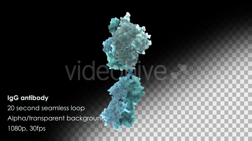 Immunoglobulin G (IgG) Antibody Rotating Videohive 13013270 Motion Graphics Image 5