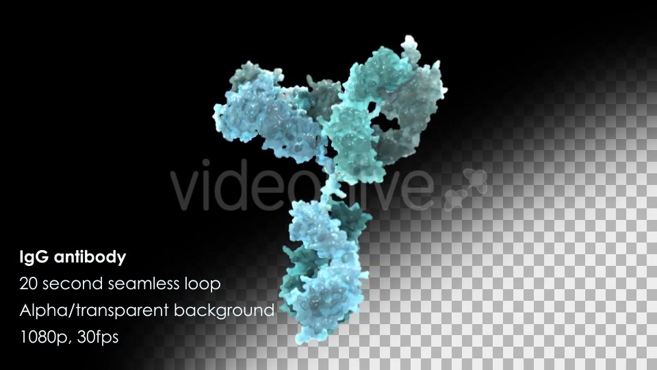 Immunoglobulin G (IgG) Antibody Rotating Videohive 13013270 Motion Graphics Image 7