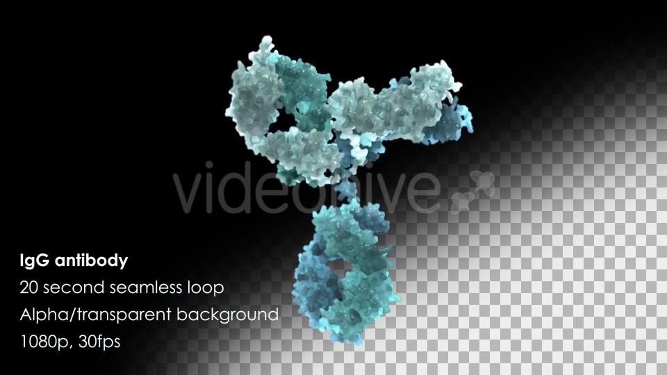 Immunoglobulin G (IgG) Antibody Rotating Videohive 13013270 Motion Graphics Image 8
