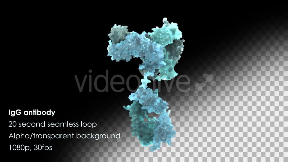 Immunoglobulin G (IgG) Antibody Rotating Videohive 13013270 Motion Graphics Image 9