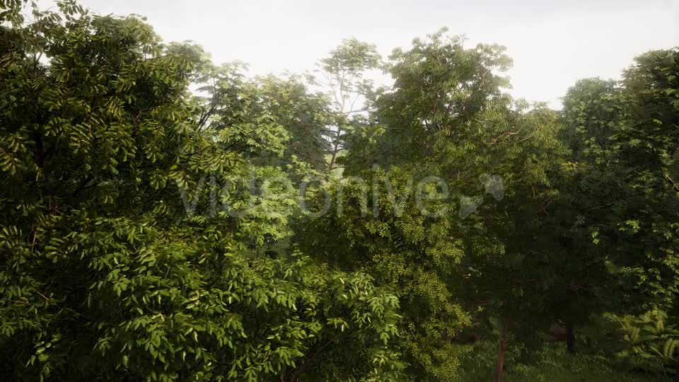 In The Forest Videohive 19426721 Motion Graphics Image 1
