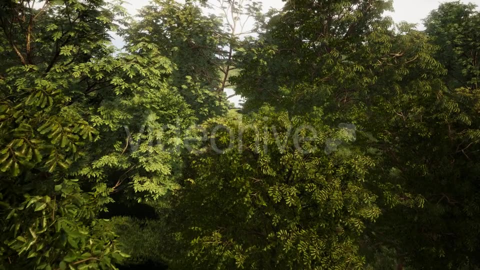 In The Forest Videohive 19426721 Motion Graphics Image 2
