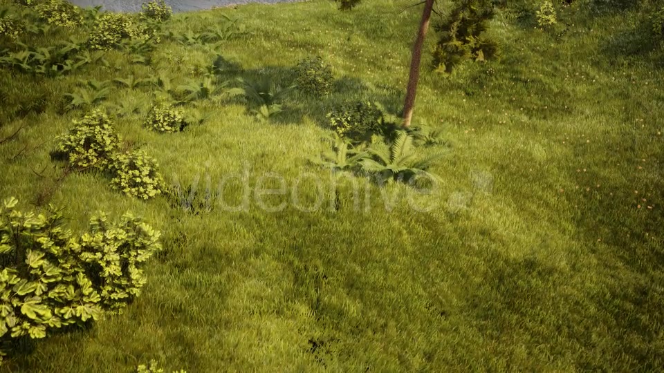 In The Forest Videohive 19426721 Motion Graphics Image 5