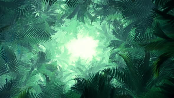 In The Jungle Palms 02 4K - Download 23277099 Videohive
