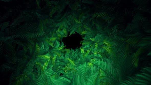 In The Jungle Palms 03 HD - 23292833 Videohive Download