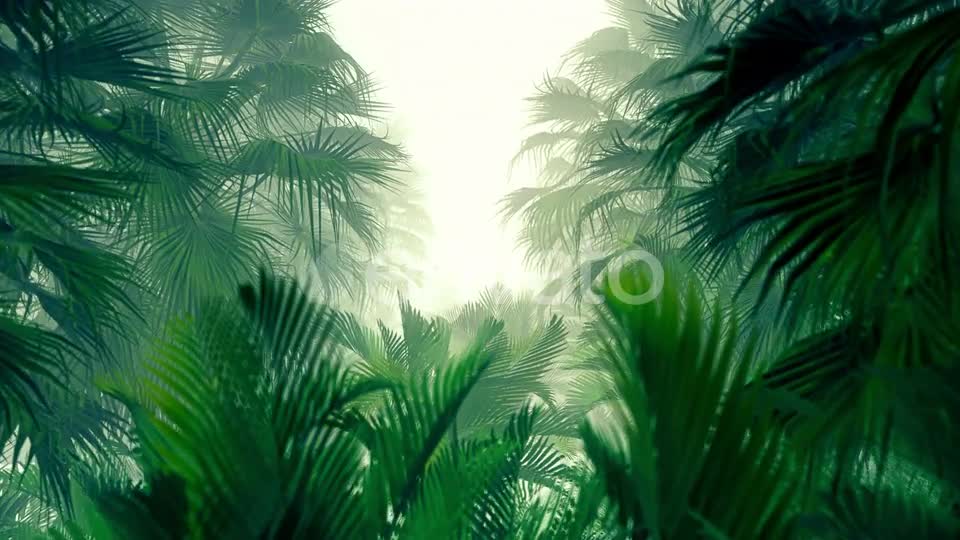 In The Jungle Palms 4K Videohive 23271793 Motion Graphics Image 1