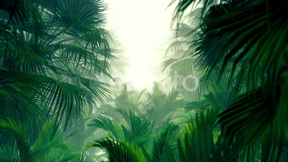 In The Jungle Palms 4K Videohive 23271793 Motion Graphics Image 4