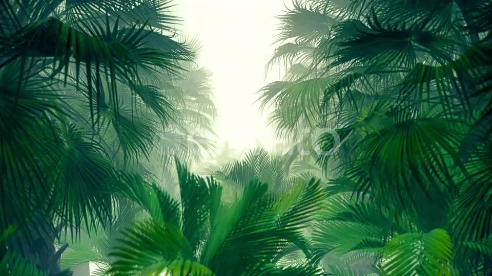 In The Jungle Palms 4K Videohive 23271793 Motion Graphics Image 7