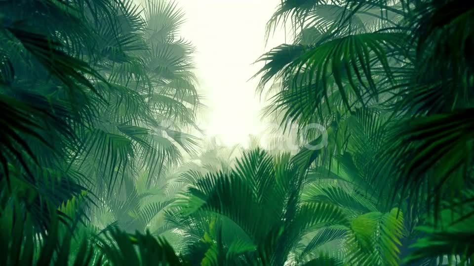 In The Jungle Palms 4K Videohive 23271793 Motion Graphics Image 8