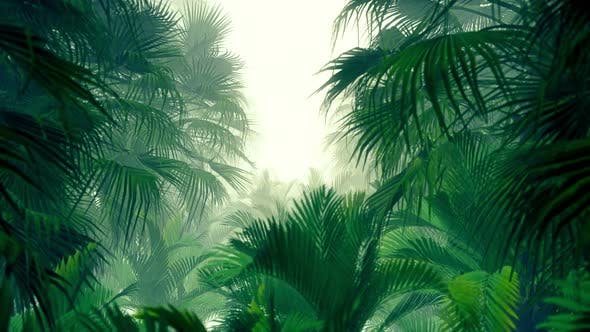 In The Jungle Palms 4K - 23271793 Videohive Download