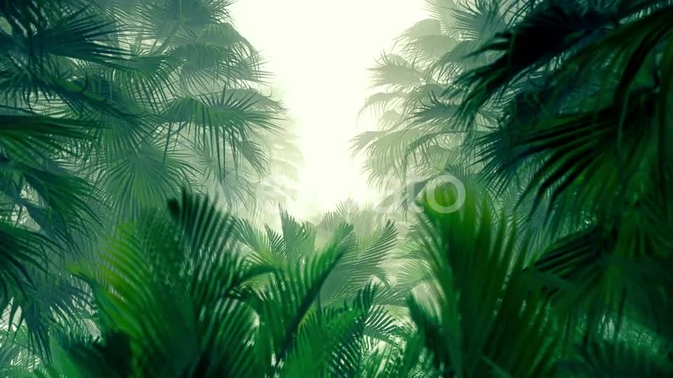 In The Jungle Palms HD Videohive 23270347 Motion Graphics Image 1