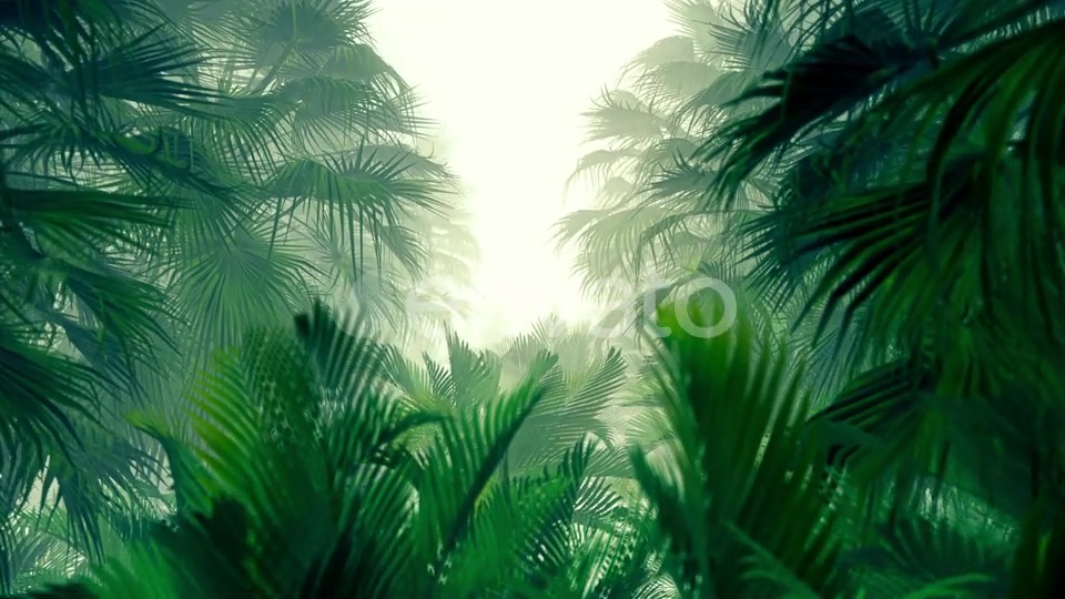 In The Jungle Palms HD Videohive 23270347 Motion Graphics Image 6