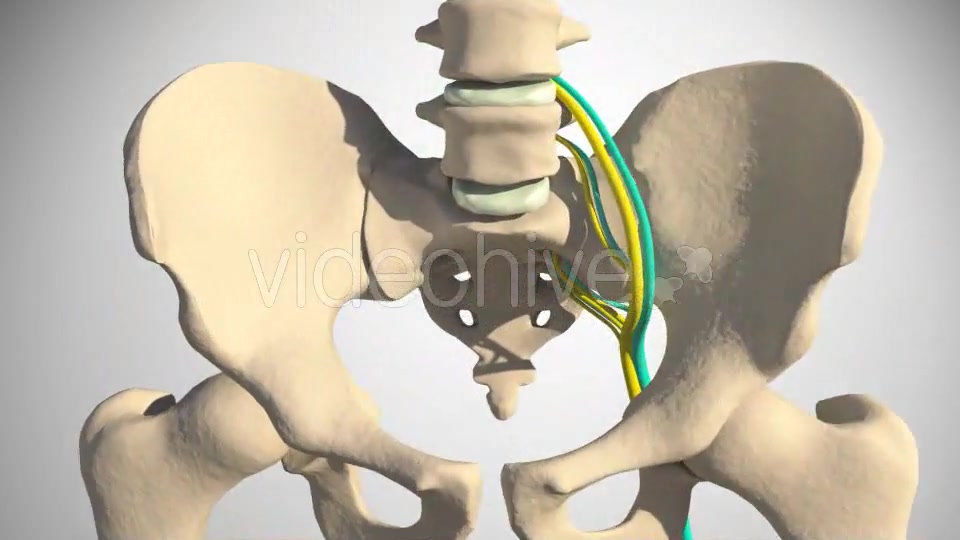 Inflammation Of The Sciatic Nerve Videohive 14504287 Motion Graphics Image 3