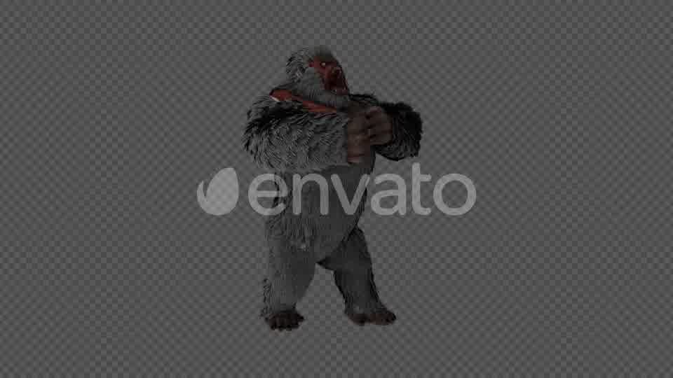 Injured Gorilla Kingkong Pack 4 IN 1 Videohive 22109950 Motion Graphics Image 10