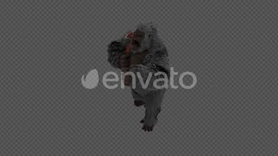 Injured Gorilla Kingkong Pack 4 IN 1 Videohive 22109950 Motion Graphics Image 11