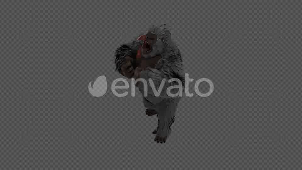 Injured Gorilla Kingkong Pack 4 IN 1 Videohive 22109950 Motion Graphics Image 13