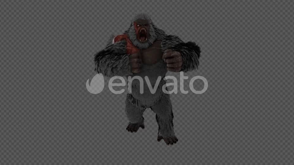 Injured Gorilla Kingkong Pack 4 IN 1 Videohive 22109950 Motion Graphics Image 7