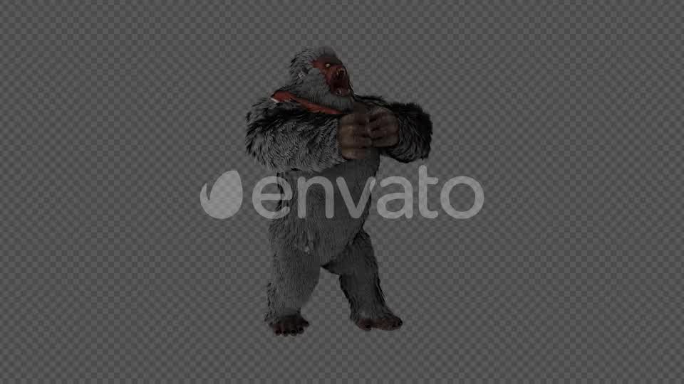 Injured Gorilla Kingkong Pack 4 IN 1 Videohive 22109950 Motion Graphics Image 8