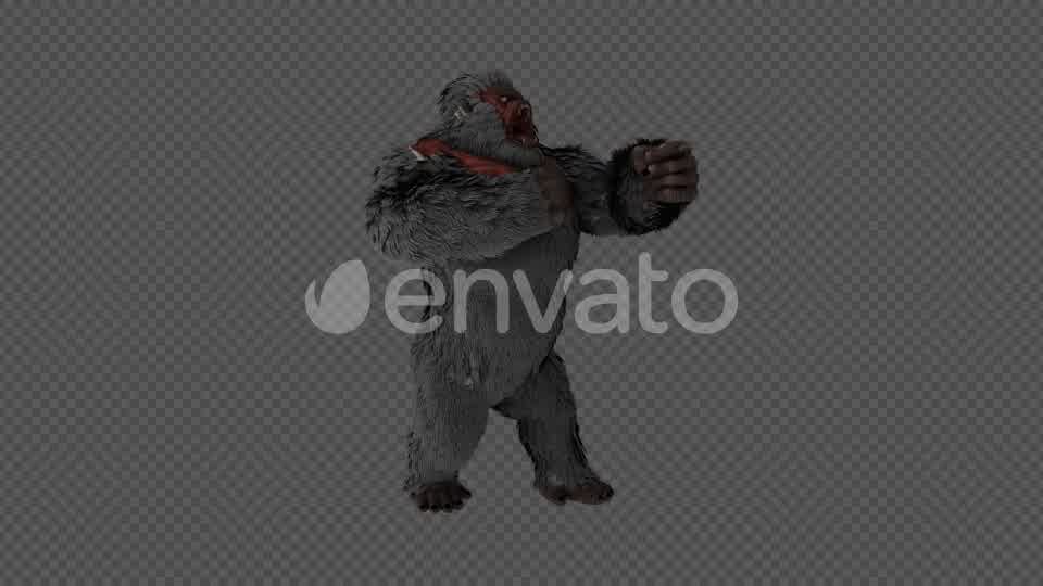 Injured Gorilla Kingkong Pack 4 IN 1 Videohive 22109950 Motion Graphics Image 9