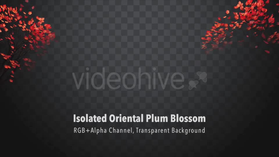 Isolated Oriental Plum Blossom Videohive 21227768 Motion Graphics Image 1