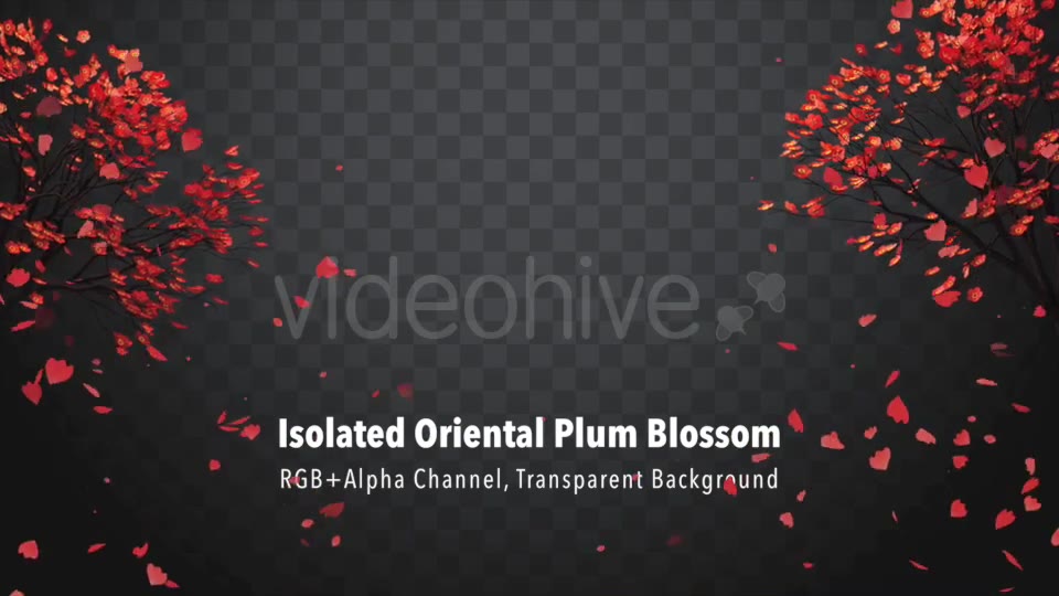Isolated Oriental Plum Blossom Videohive 21227768 Motion Graphics Image 2
