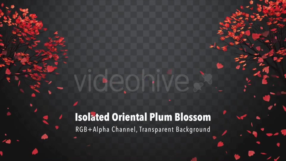 Isolated Oriental Plum Blossom Videohive 21227768 Motion Graphics Image 3