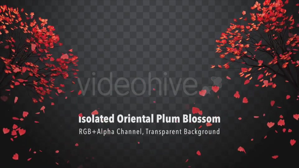 Isolated Oriental Plum Blossom Videohive 21227768 Motion Graphics Image 4