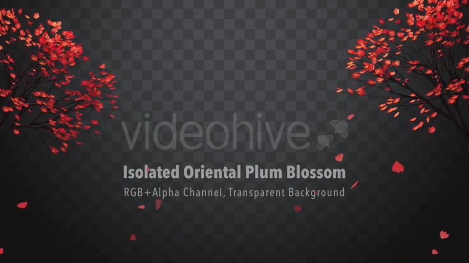 Isolated Oriental Plum Blossom Videohive 21227768 Motion Graphics Image 5