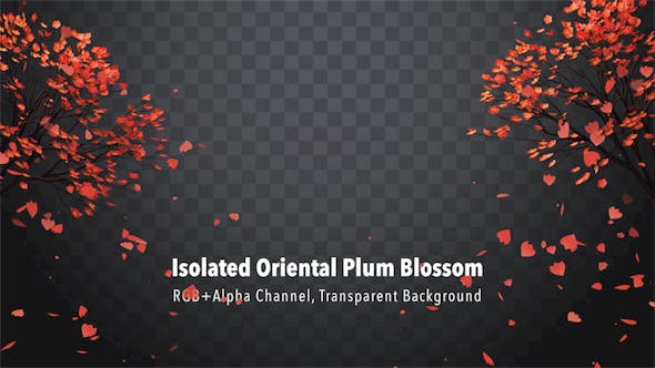 Isolated Oriental Plum Blossom - 21227768 Download Videohive