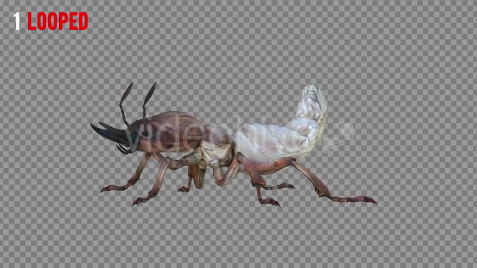 Isoptera 2 Realistic Pack 5 Videohive 21256847 Motion Graphics Image 1