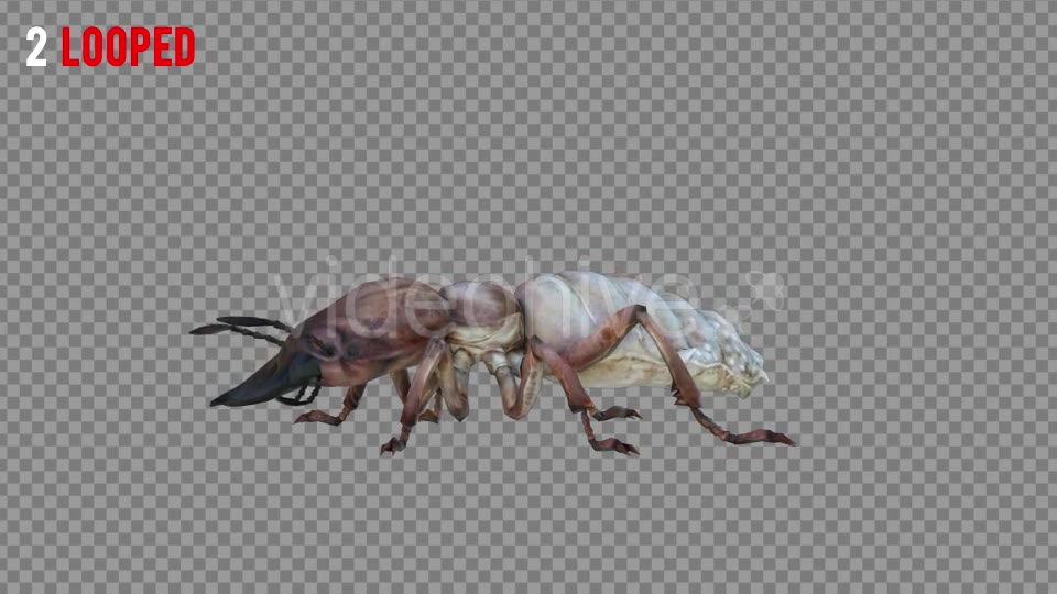 Isoptera 2 Realistic Pack 5 Videohive 21256847 Motion Graphics Image 2