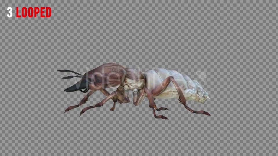 Isoptera 2 Realistic Pack 5 Videohive 21256847 Motion Graphics Image 6