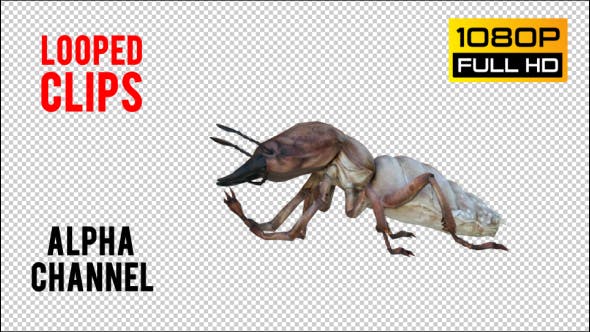 Isoptera 2 Realistic Pack 5 - Videohive Download 21256847