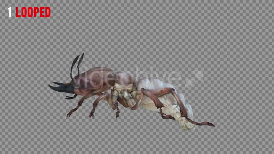 Isoptera Realistic Pack 4 Videohive 21256739 Motion Graphics Image 1