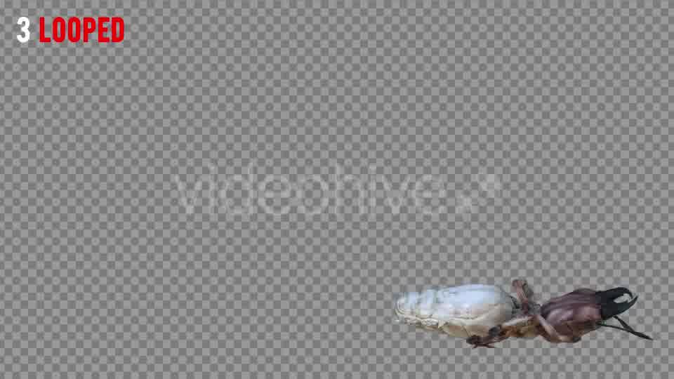 Isoptera Realistic Pack 4 Videohive 21256739 Motion Graphics Image 10