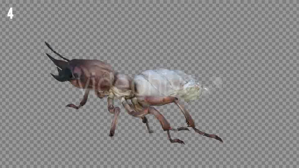 Isoptera Realistic Pack 4 Videohive 21256739 Motion Graphics Image 11