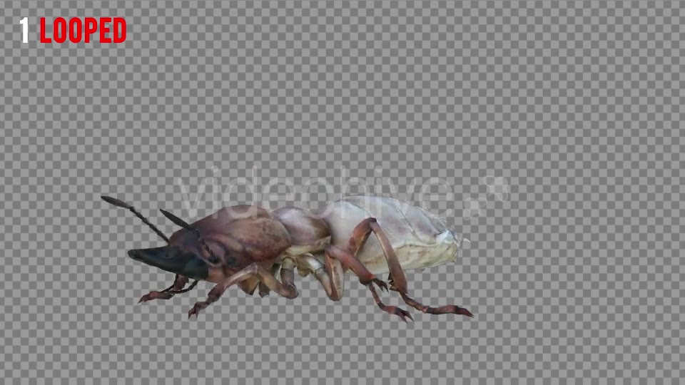 Isoptera Realistic Pack 4 Videohive 21256739 Motion Graphics Image 2