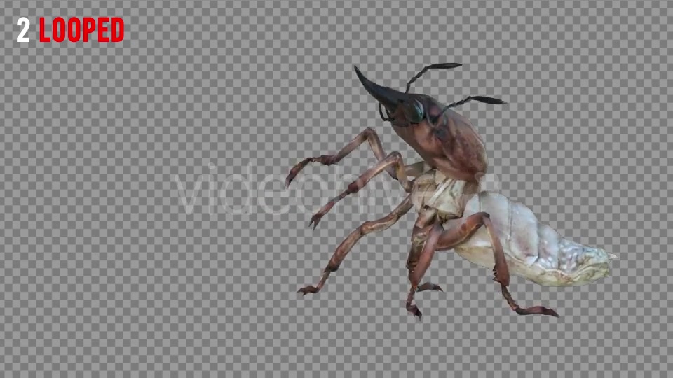 Isoptera Realistic Pack 4 Videohive 21256739 Motion Graphics Image 4