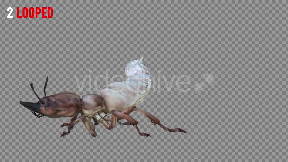 Isoptera Realistic Pack 4 Videohive 21256739 Motion Graphics Image 5