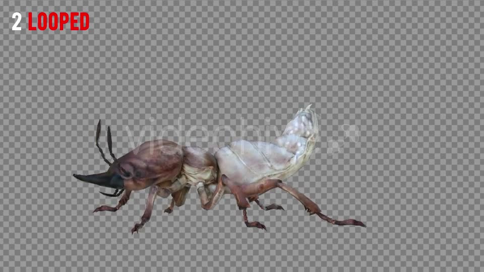Isoptera Realistic Pack 4 Videohive 21256739 Motion Graphics Image 6