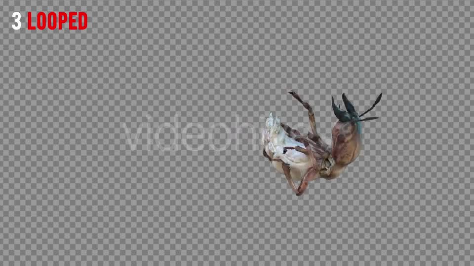 Isoptera Realistic Pack 4 Videohive 21256739 Motion Graphics Image 7