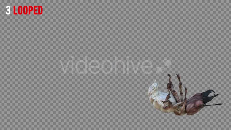 Isoptera Realistic Pack 4 Videohive 21256739 Motion Graphics Image 8