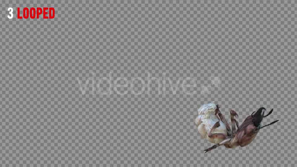 Isoptera Realistic Pack 4 Videohive 21256739 Motion Graphics Image 9