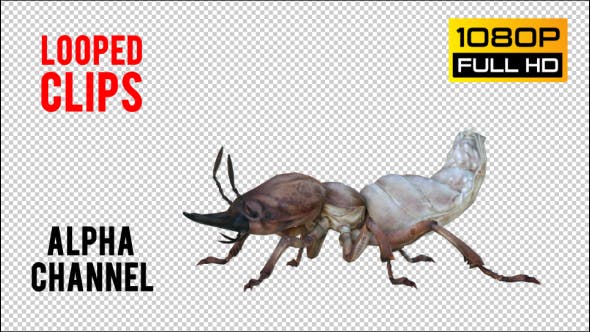 Isoptera Realistic Pack 4 - Download 21256739 Videohive
