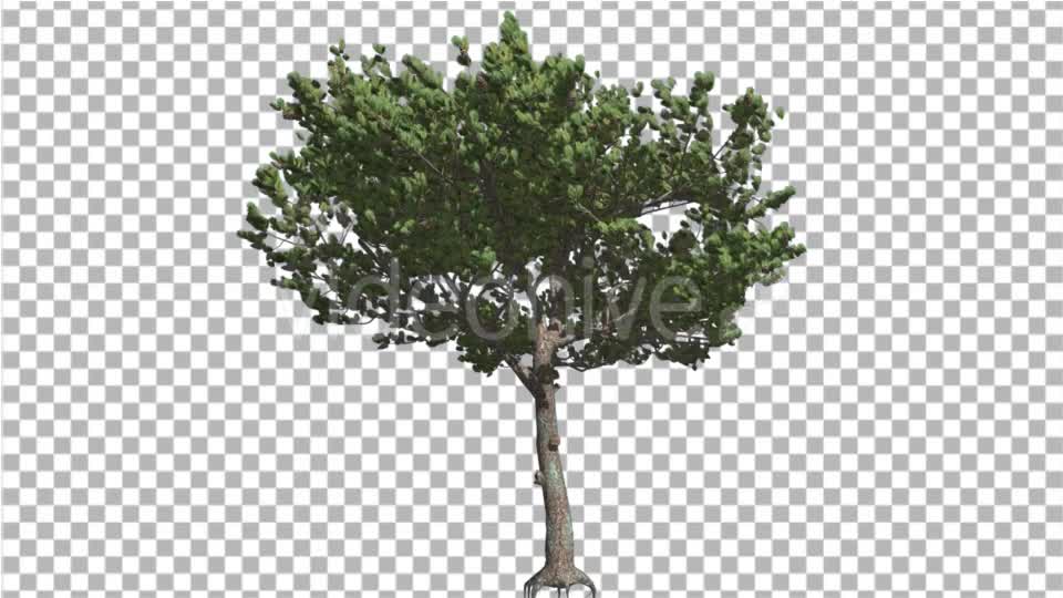 Italian Stone Pine Small Tree Roots in Summer Videohive 16958956 Motion Graphics Image 1