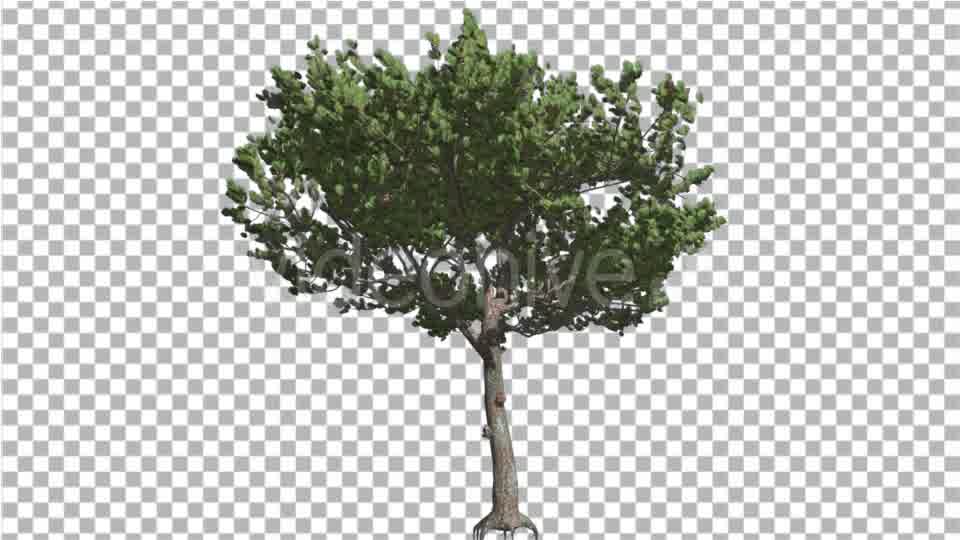 Italian Stone Pine Small Tree Roots in Summer Videohive 16958956 Motion Graphics Image 10