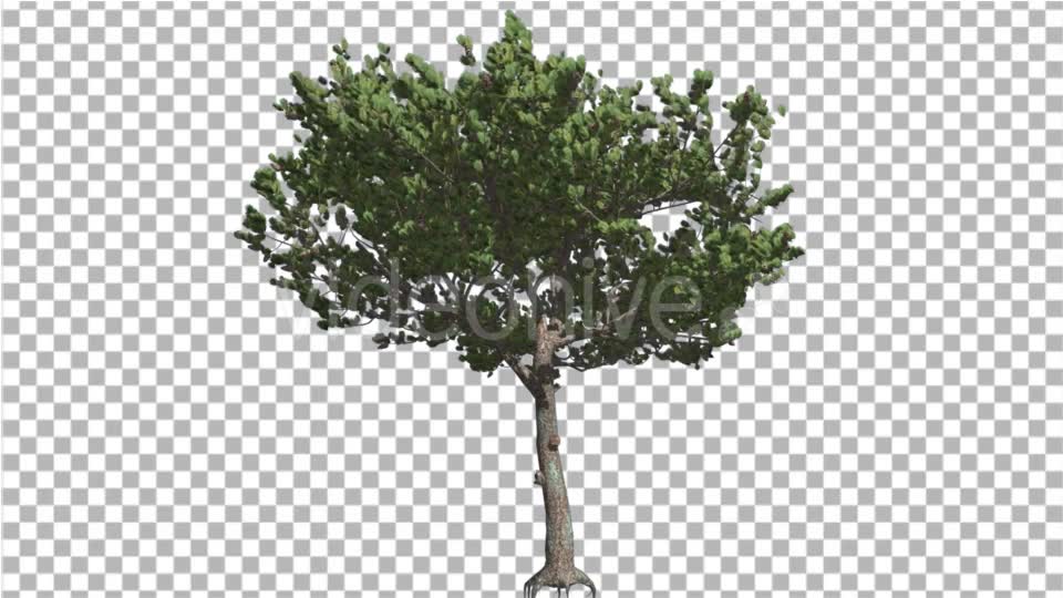 Italian Stone Pine Small Tree Roots in Summer Videohive 16958956 Motion Graphics Image 2